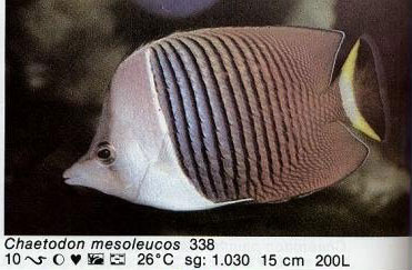 Chaetodon mesoleucos